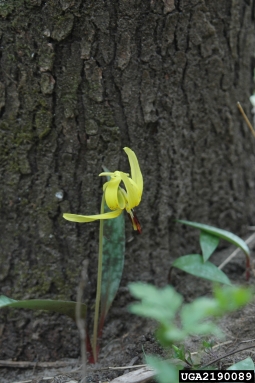 yellow trout lily, Erythronium americanum  (Liliales: Liliaceae) - 2190089