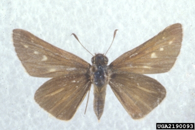 ocola skipper, Panoquina ocola  (Lepidoptera: Hesperiidae) - 2190093