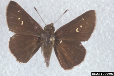 twin-spot skipper, Oligoria maculata  (Lepidoptera: Hesperiidae) - 2190095