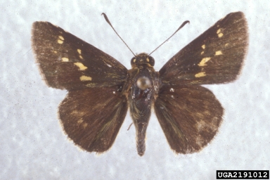 Carolina roadside-skipper, Amblyscirtes carolina  (Lepidoptera: Hesperiidae) - 2191012