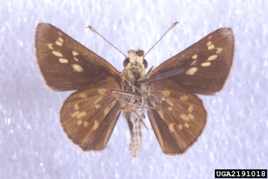 reversed roadside-skipper, Amblyscirtes reversa  (Lepidoptera: Hesperiidae) - 2191018