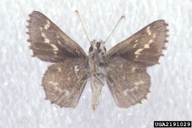 pepper and salt skipper, Amblyscirtes hegon  (Lepidoptera: Hesperiidae) - 2191029