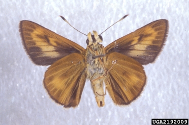 byssus skipper, Problema byssus  (Lepidoptera: Hesperiidae) - 2192009