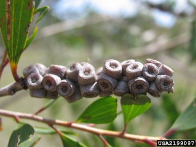 melaleuca, Melaleuca quinquenervia  (Myrtales: Myrtaceae) - 2199097