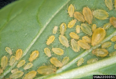green peach aphid, Myzus persicae  (Hemiptera: Aphididae) - 2200051