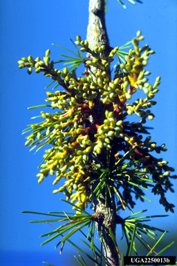 larch dwarf mistletoe, Arceuthobium laricis  (Santalales: Viscaceae) - 2250013