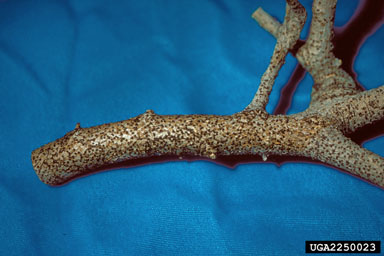 canker and die back of Siberian Elm, Tubercularia ulmea  (Hypocreales: Nectriaceae) - 2250023