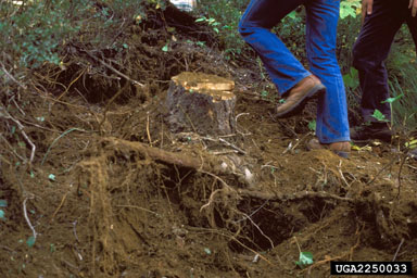 root diseases and rots,    - 2250033