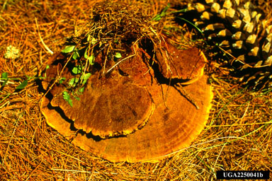 Schweinitzii root and butt disease, Phaeolus schweinitzii  (Polyporales: Polyporaceae) - 2250041