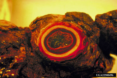 Schweinitzii root and butt disease, Phaeolus schweinitzii  (Polyporales: Polyporaceae) - 2250049