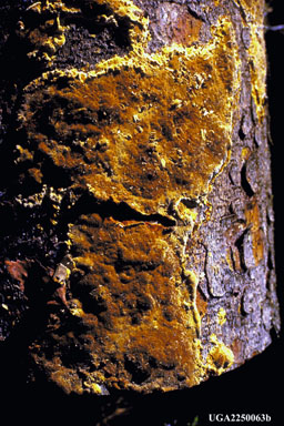 laminated root disease, Phellinus weirii  (Hymenochaetales: Hymenochaetaceae) - 2250063