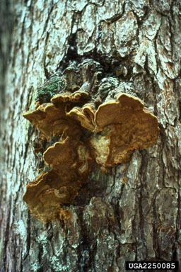red heart of pine, Phellinus pini  (Hymenochaetales: Hymenochaetaceae) - 2250085