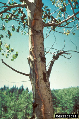 Cytospora canker (Valsa sordida ) on aspen/poplar (Populus spp. ) - 2251071