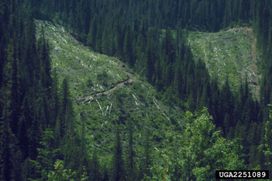 clearcut,    - 2251089