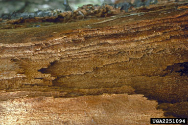 laminated root disease, Phellinus weirii  (Hymenochaetales: Hymenochaetaceae) - 2251094