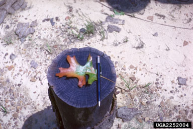 oak wilt (Ceratocystis fagacearum ) on oak (Quercus spp. ) - 2252004
