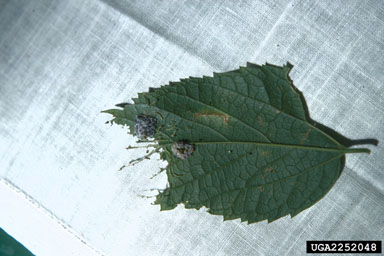 fall cankerworm, Alsophila pometaria  (Lepidoptera: Geometridae) - 2252048