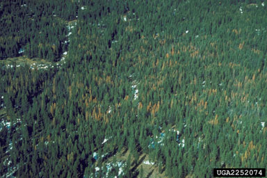 mountain pine beetle, Dendroctonus ponderosae  (Coleoptera: Curculionidae) - 2252074