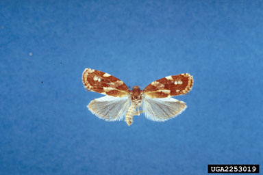 sugar pine tortrix, Choristoneura lambertiana  (Lepidoptera: Tortricidae) - 2253019