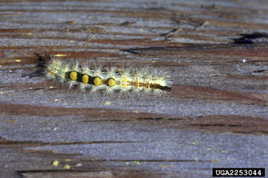 rusty tussock moth, Orgyia antiqua  (Lepidoptera: Lymantriidae) - 2253044