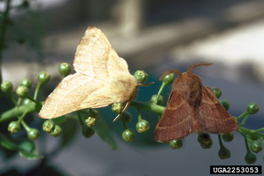 western tent caterpillar, Malacosoma californicum  (Lepidoptera: Lasiocampidae) - 2253053