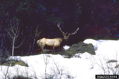 elk, Cervus canadensis  (Artiodactyla: Cervidae) - 2253056
