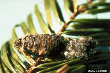 Douglas-fir tussock moth, Orgyia pseudotsugata  (Lepidoptera: Lymantriidae) - 2253088