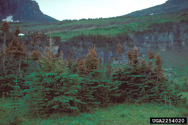 frost and winter injury (general),    (Abiotic: Other abiotic damage) - 2254020
