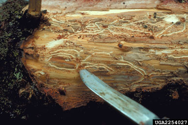 western balsam bark beetle, Dryocoetes confusus  (Coleoptera: Curculionidae) - 2254027