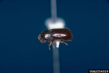 western balsam bark beetle, Dryocoetes confusus  (Coleoptera: Curculionidae) - 2254029
