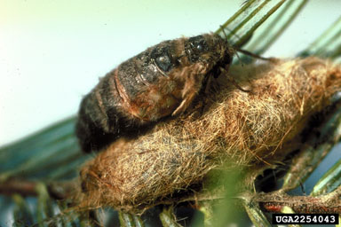 Douglas-fir tussock moth, Orgyia pseudotsugata  (Lepidoptera: Lymantriidae) - 2254043