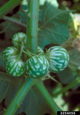 tropical soda apple, Solanum viarum  (Solanales: Solanaceae) - 2254056