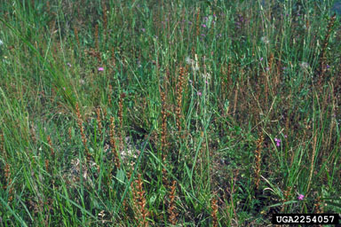 small broomrape, Orobanche minor  (Scrophulariales: Orobanchaceae) - 2254057