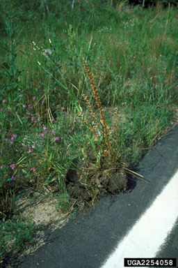 small broomrape, Orobanche minor  (Scrophulariales: Orobanchaceae) - 2254058