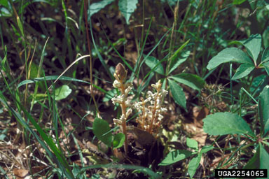 small broomrape, Orobanche minor  (Scrophulariales: Orobanchaceae) - 2254065