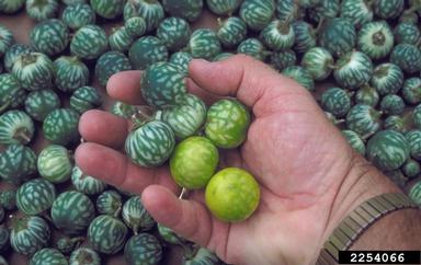 tropical soda apple, Solanum viarum  (Solanales: Solanaceae) - 2254066