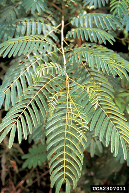 mimosa, Albizia julibrissin  (Fabales: Fabaceae (Leguminosae)) - 2307011