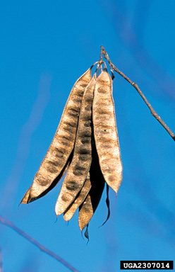 mimosa, Albizia julibrissin  (Fabales: Fabaceae (Leguminosae)) - 2307014