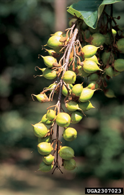princesstree, Paulownia tomentosa  (Scrophulariales: Scrophulariaceae) - 2307023