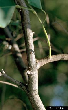 Chinese tallowtree, Triadica sebifera  (Euphorbiales: Euphorbiaceae) - 2307042