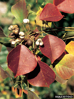 Chinese tallowtree, Triadica sebifera  (Euphorbiales: Euphorbiaceae) - 2307043
