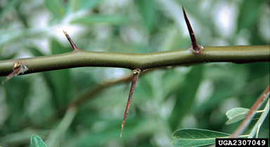 Russian-olive, Elaeagnus angustifolia  (Rhamnales: Elaeagnaceae) - 2307049