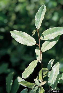 thorny olive, Elaeagnus pungens  (Rhamnales: Elaeagnaceae) - 2307054