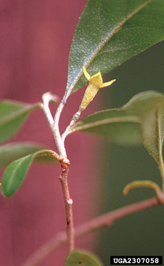 autumn-olive, Elaeagnus umbellata  (Rhamnales: Elaeagnaceae) - 2307058