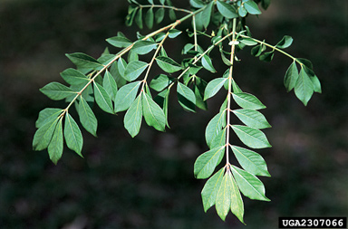 winged burning bush, Euonymus alatus  (Celastrales: Celastraceae) - 2307066