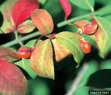 winged burning bush, Euonymus alatus  (Celastrales: Celastraceae) - 2307067