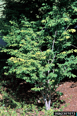 winged burning bush, Euonymus alatus  (Celastrales: Celastraceae) - 2307073