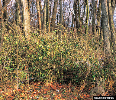 Amur honeysuckle, Lonicera maackii  (Dipsacales: Caprifoliaceae) - 2307095
