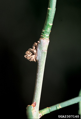 winter creeper, Euonymus fortunei  (Celastrales: Celastraceae) - 2307140