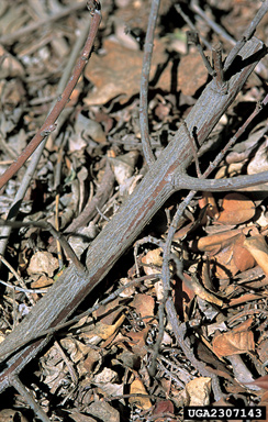 winter creeper, Euonymus fortunei  (Celastrales: Celastraceae) - 2307143